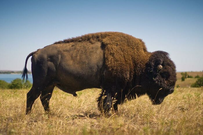 American bison grazing in a field, illustrating 30 facts about history you weren’t taught in school.