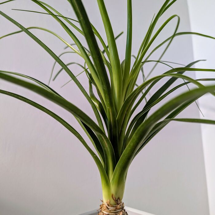 Hey Pandas, Upload A Picture Of Your Favorite Plant (Closed)