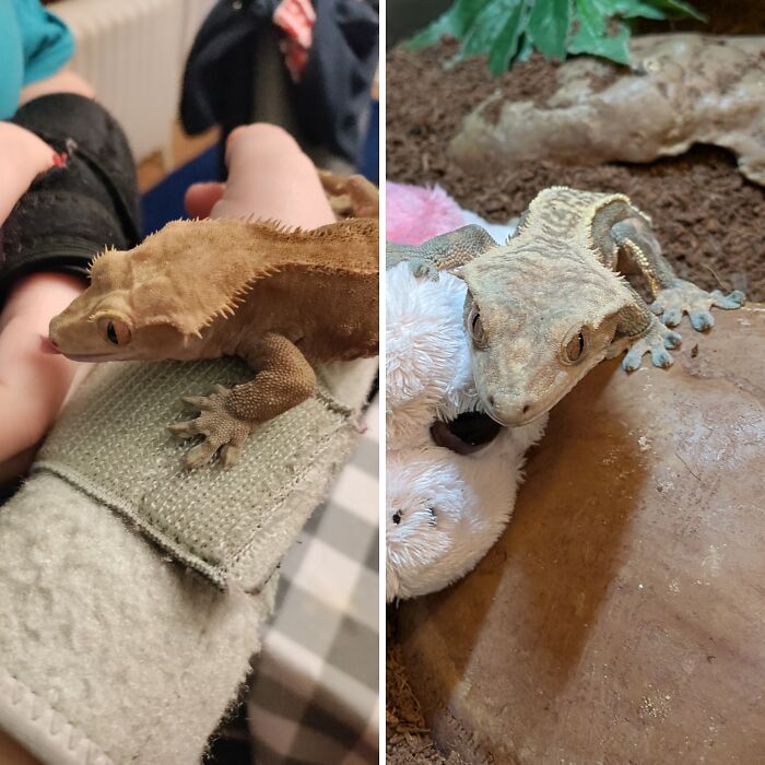 Hey Pandas, Share A Picture Of Your Exotic Pets (Closed)