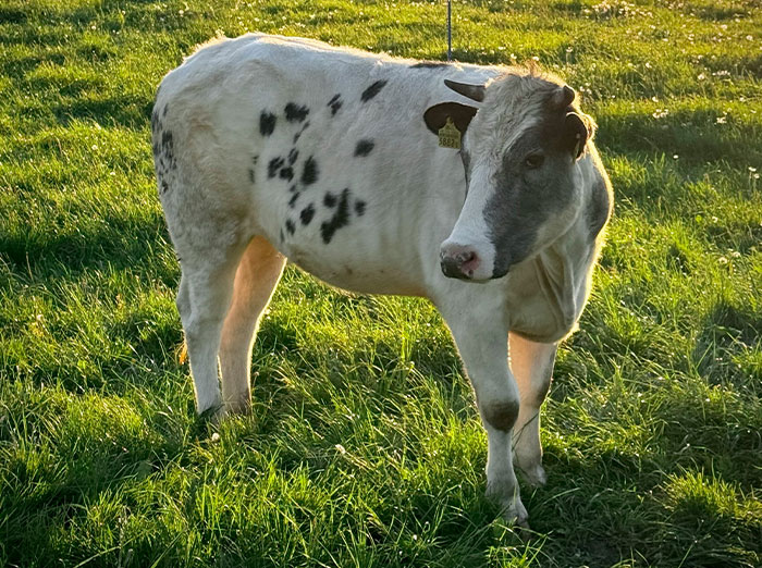 22 Retos que convirtieron algo que era un juego en puro caos