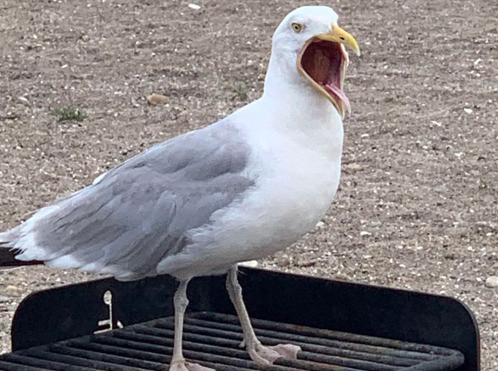 22 Retos que convirtieron algo que era un juego en puro caos