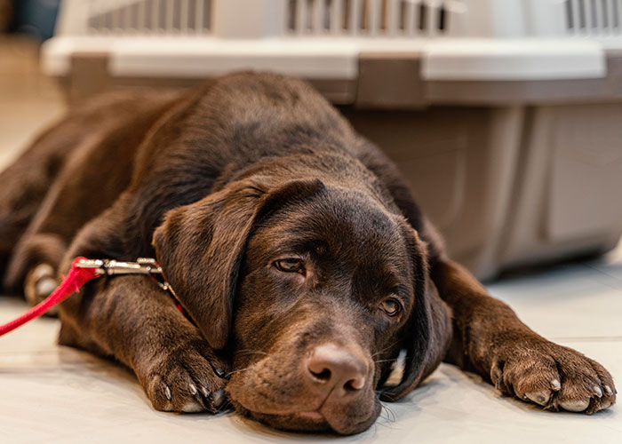 Chocolate Labrador puppy lying down indoors near a pet carrier, evoking a sense of family secrets and emotional moments.