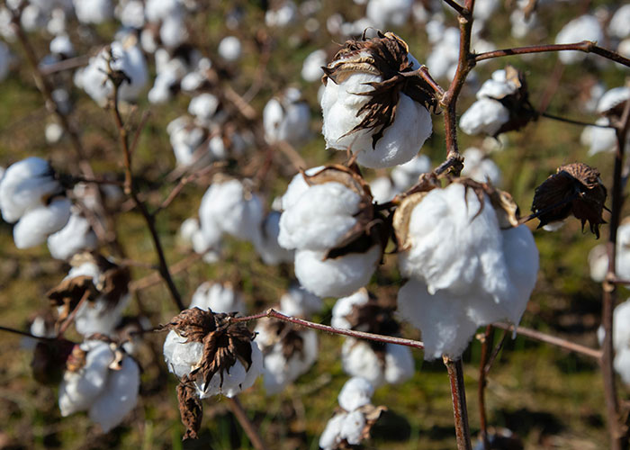 Cotton plants in a field under sunlight, showcasing nature's simplicity amid complex family secrets.