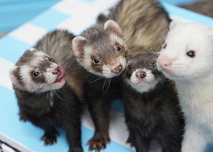 Four curious ferrets close together on a blue and white surface, illustrating horror movie-worthy family secrets theme.