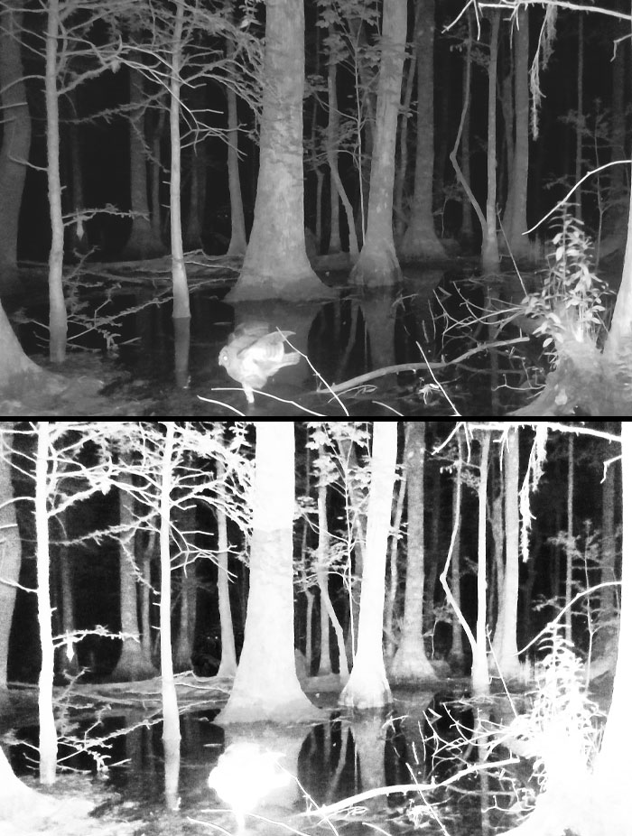 Creepy trail cam pictures of a dense, dark forest with a mysterious glowing figure near the trees.