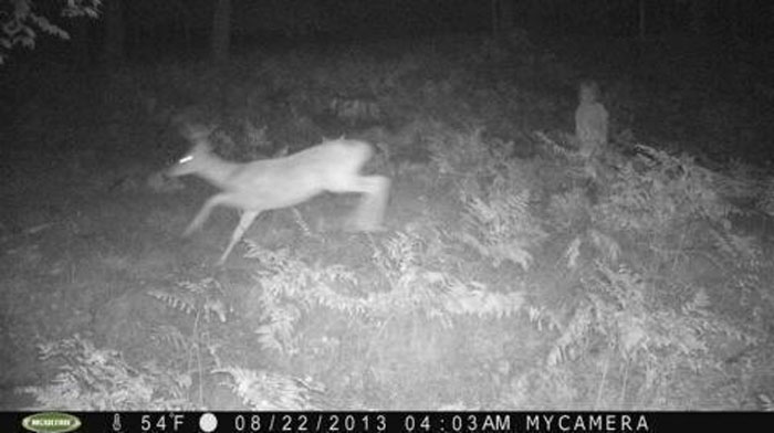 Creepy trail cam picture showing a deer running and a mysterious figure in the background at night.