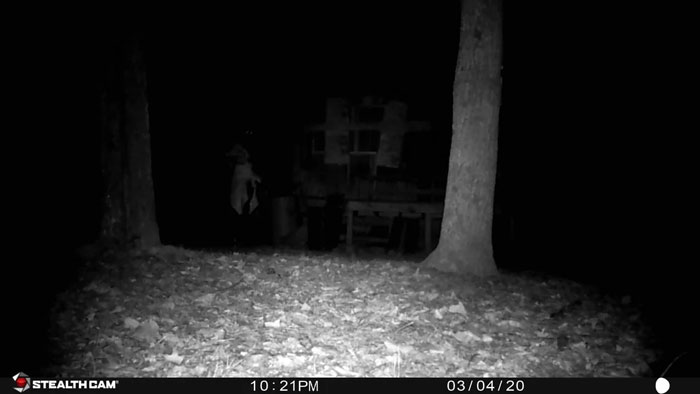 Dark forest scene captured by trail cam; eerie figure in distance, night setting.