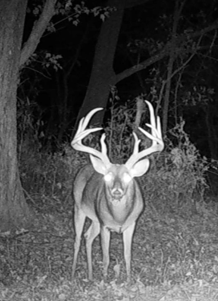 Deer with glowing eyes caught on creepy trail cam at night in forest.