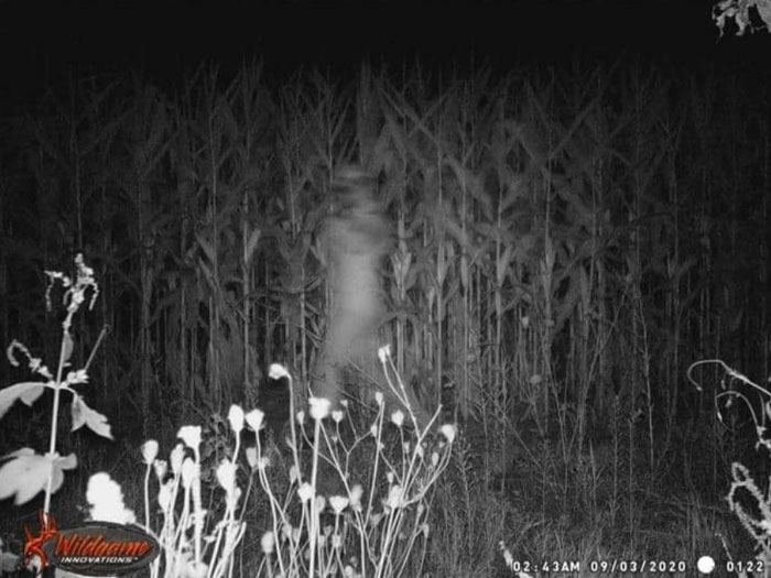 A blurry figure in cornfield captured by trail cam at night, adding a creepy vibe.