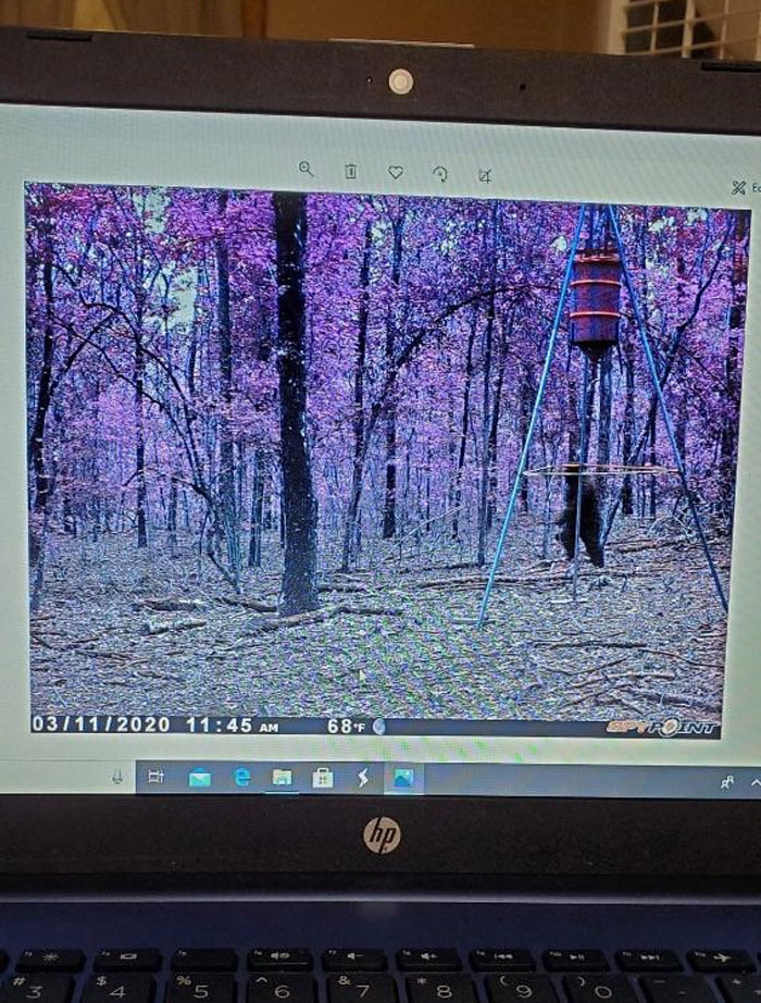 Creepy trail cam pictures showing a forest with purple-hued trees and a hanging feeder captured on a laptop screen.
