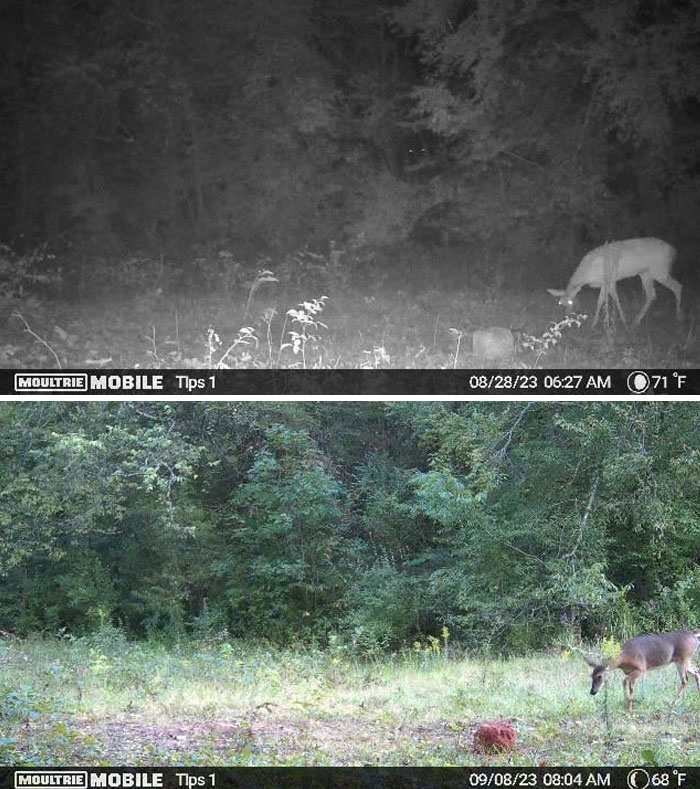 A deer captured in two creepy trail cam pictures during day and night in a forest setting.