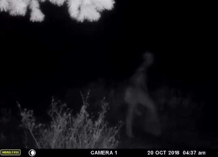 Eerie figure captured on trail cam at night, October 2018.