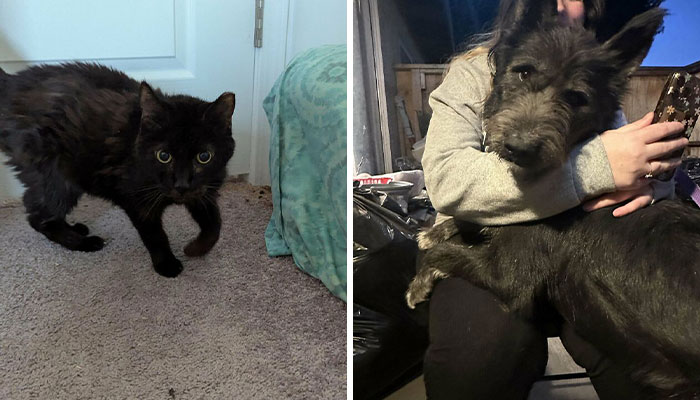 50 Times People Adopted Pets From A Shelter And It Was Their Best Decision Ever (January Edition)