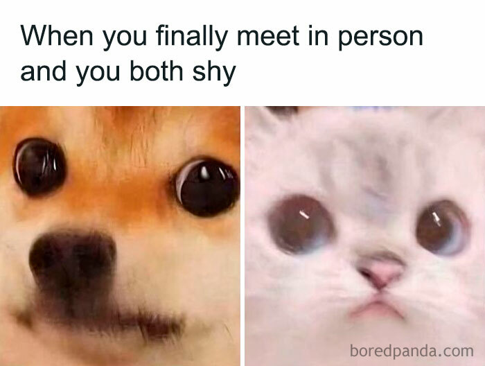 Shy dog and cat meme showing long-distance love humor.