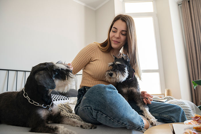 Person enjoying time with two Schnauzers on a cozy bed, showcasing adorable partner moments.