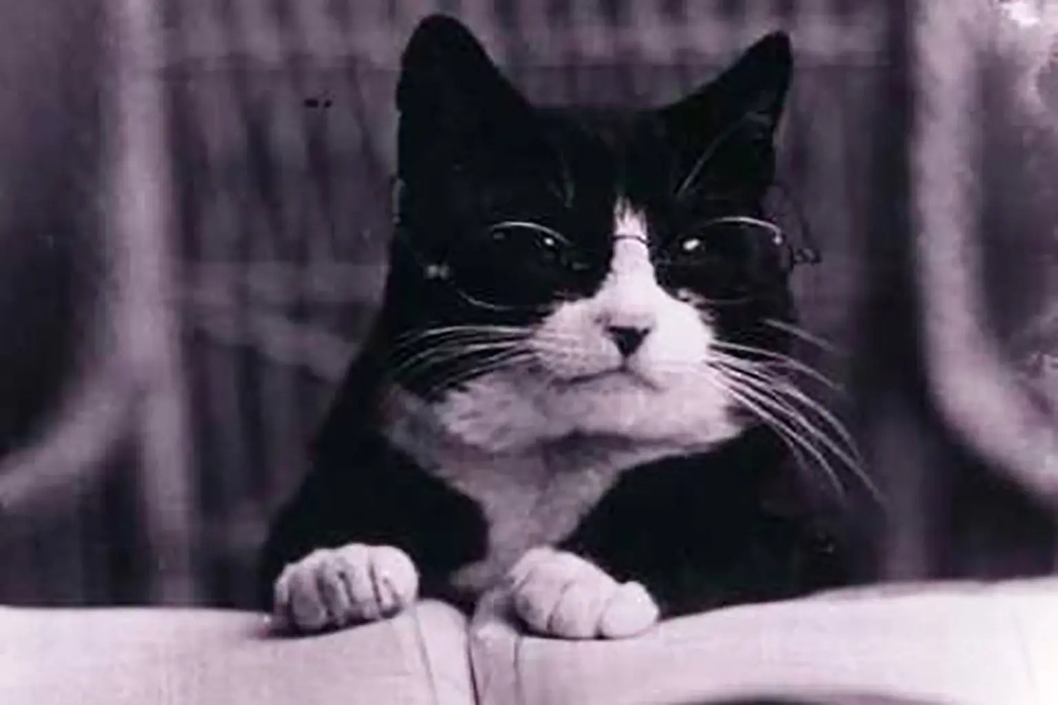 “I Give Historical Cat Tours Of NYC” – Local Historian Teams Up With Bodega Cat Expert To Create The Most Purrfect Walking Tour Ever