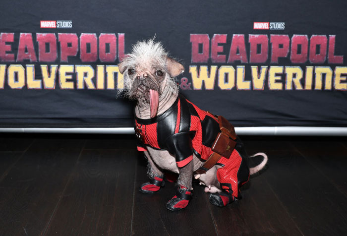 Peggy the Dog in a Deadpool costume with a wild hairstyle, posing in front of a "Deadpool & Wolverine" movie sign.