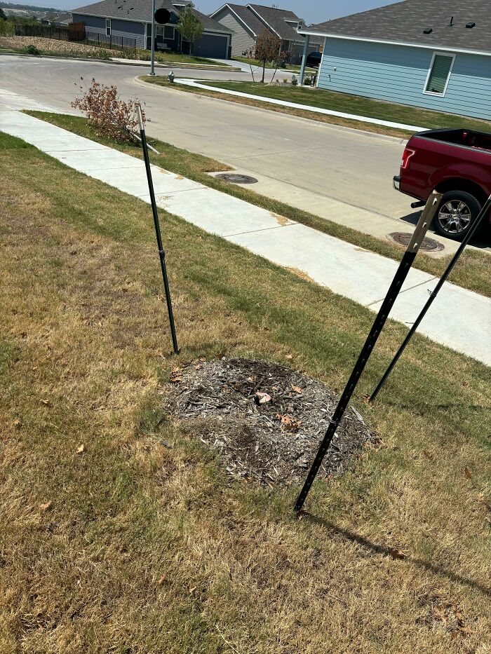 Nos han cortado nuestro árbol