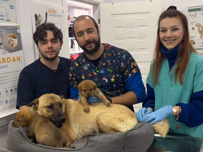 Stray dog and puppies at vet clinic, surrounded by caring veterinarians, seeking human help for sick puppy.