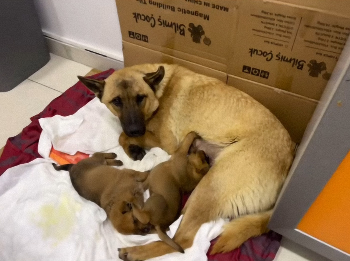 Stray dog caring for her puppies in a shelter, seeking help and trusting humans for her sick pup's wellbeing.