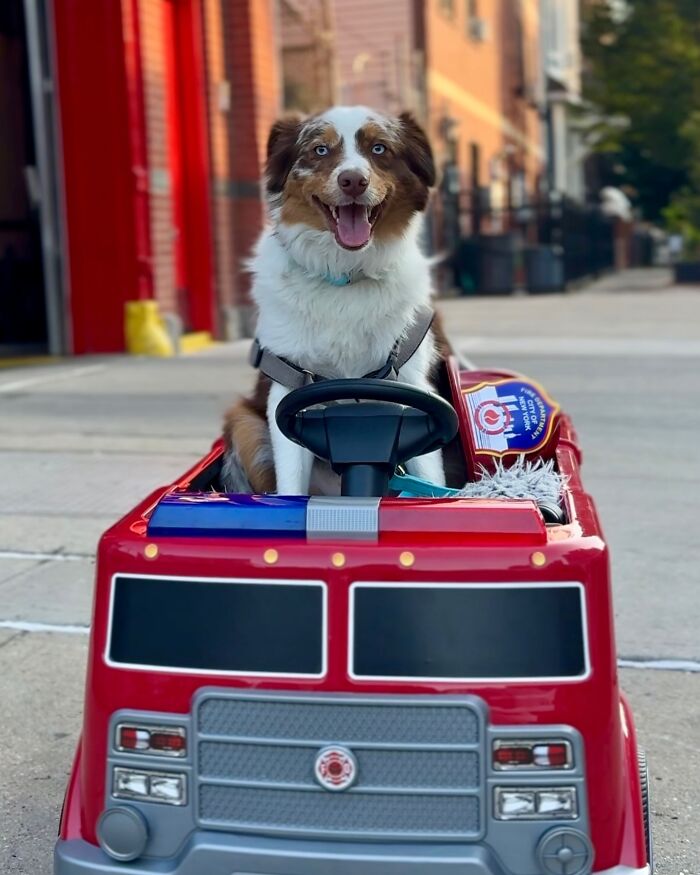 NYC dog in a toy fire truck on a street, looking happy and ready to howl along with ambulance sirens.