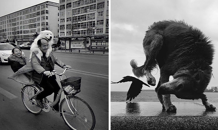 This Account Shares Amusing Street Photos—And Here Are The 35 Best Dog-Themed Examples