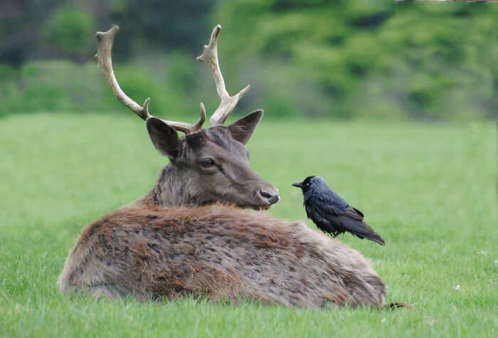 A crow interacting with a resting deer on green grass, showcasing unusual behavior.