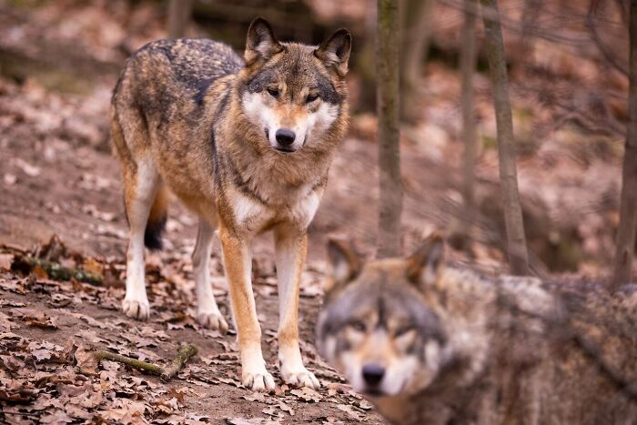 Two wolves standing in a forest, surrounded by fallen leaves, with one in focus and the other slightly blurred.