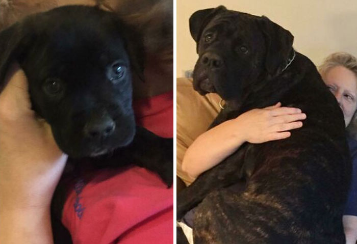 Cane Corso - 130 Lb. Lap Boy. So Good