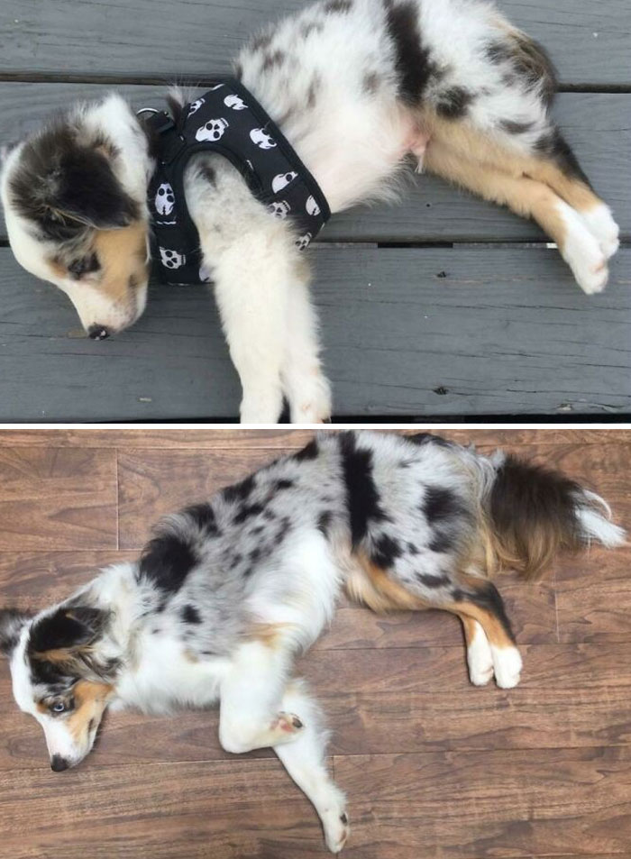 Taco, 8 Weeks To 2 Years