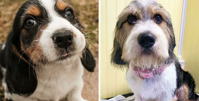 Flounder The Alien Puppy Turns Into A Cute Fluffy Boi!
