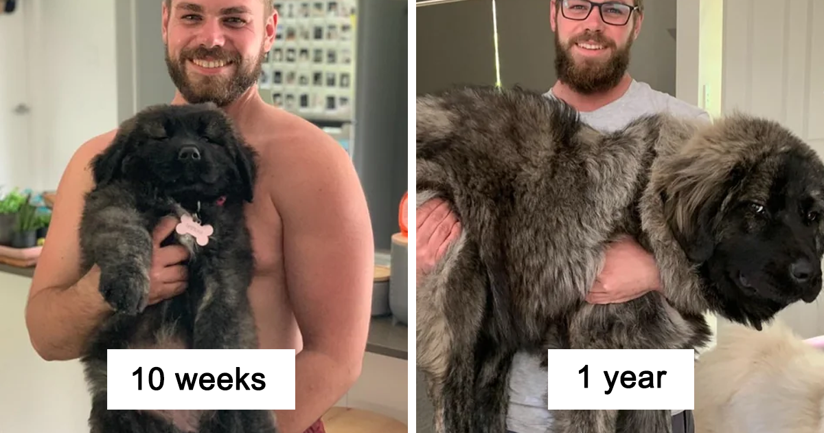 50 Proud Owners Share Their Dog’s Wholesome Transformation From Puppy ...
