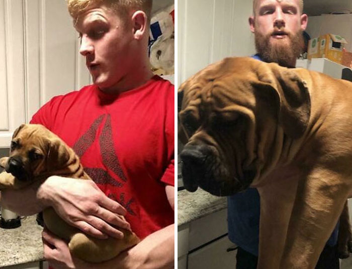 50 Proud Owners Share Their Dog’s Wholesome Transformation From Puppy To Dog