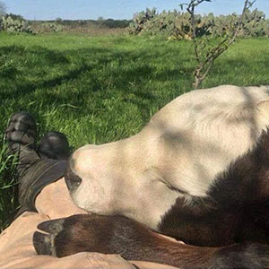 20 Divertidos memes para mostrar que la vida campestre no es tan pacífica como parece