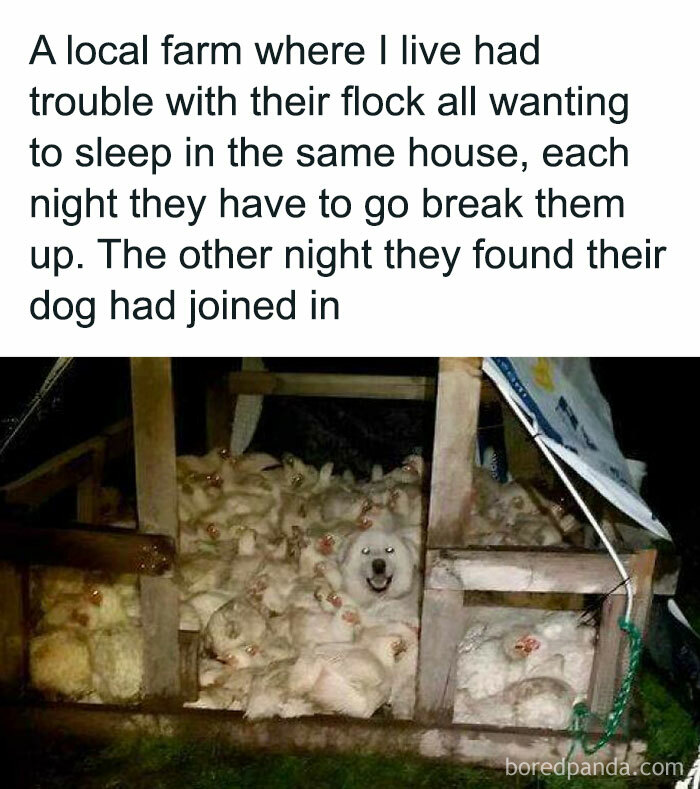 Funny-Country-Living-Memes