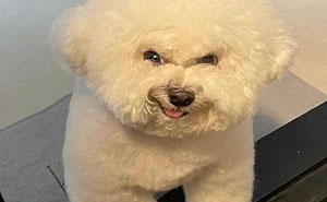 20 Divertidos memes sobre perros que encantarán a todos los dueños