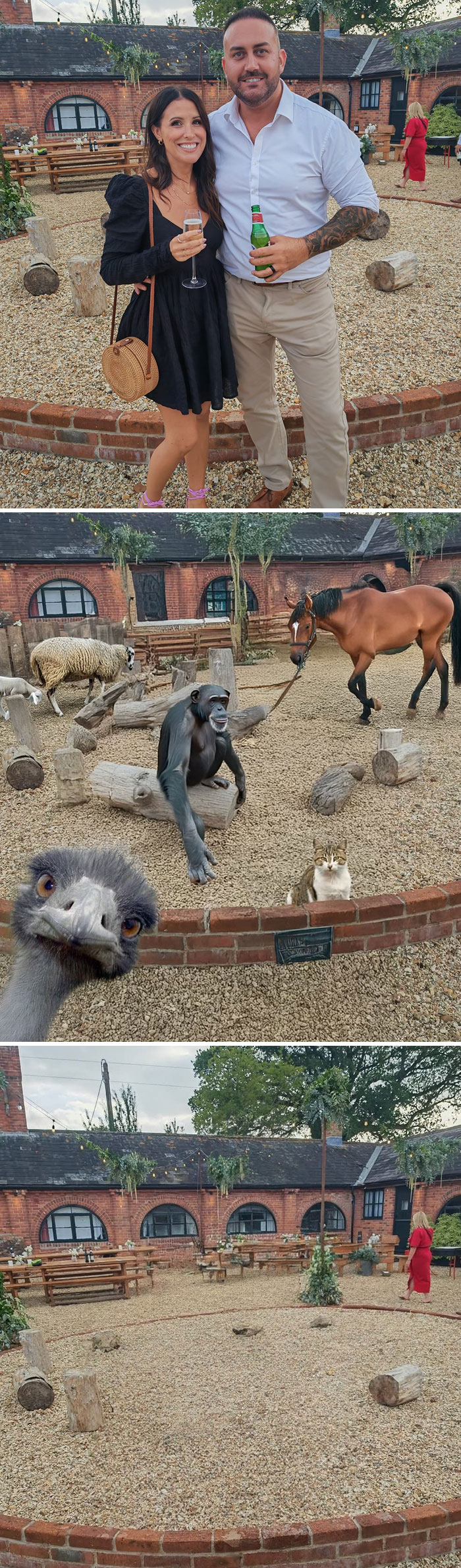 Hilarious photo editing with replaced animals in a courtyard scene, including ostrich, chimp, horse, sheep, and cat.