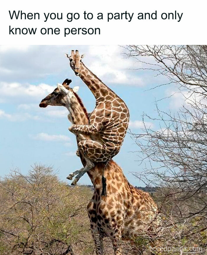 Funny-Relatable-Ig-Animal-Memes