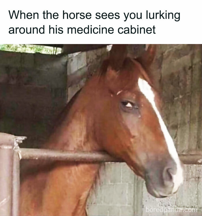 Funny-Relatable-Ig-Animal-Memes