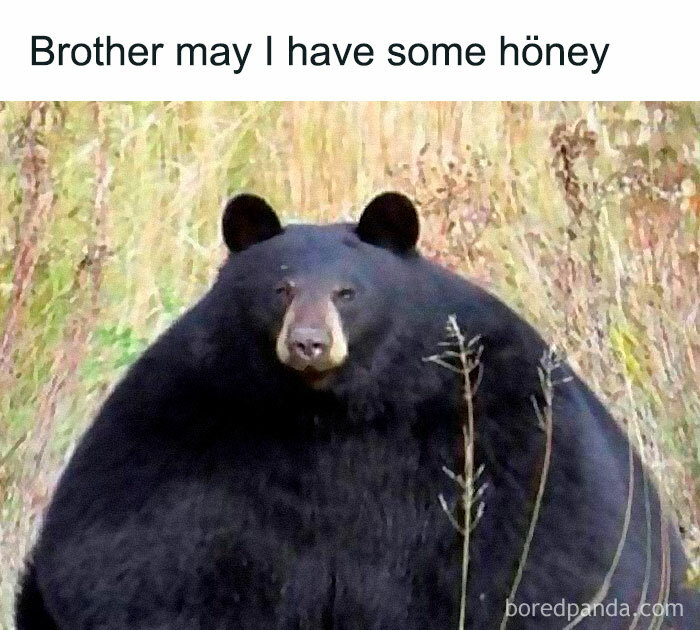 Funny-Relatable-Ig-Animal-Memes