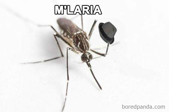 Funny-Relatable-Ig-Animal-Memes