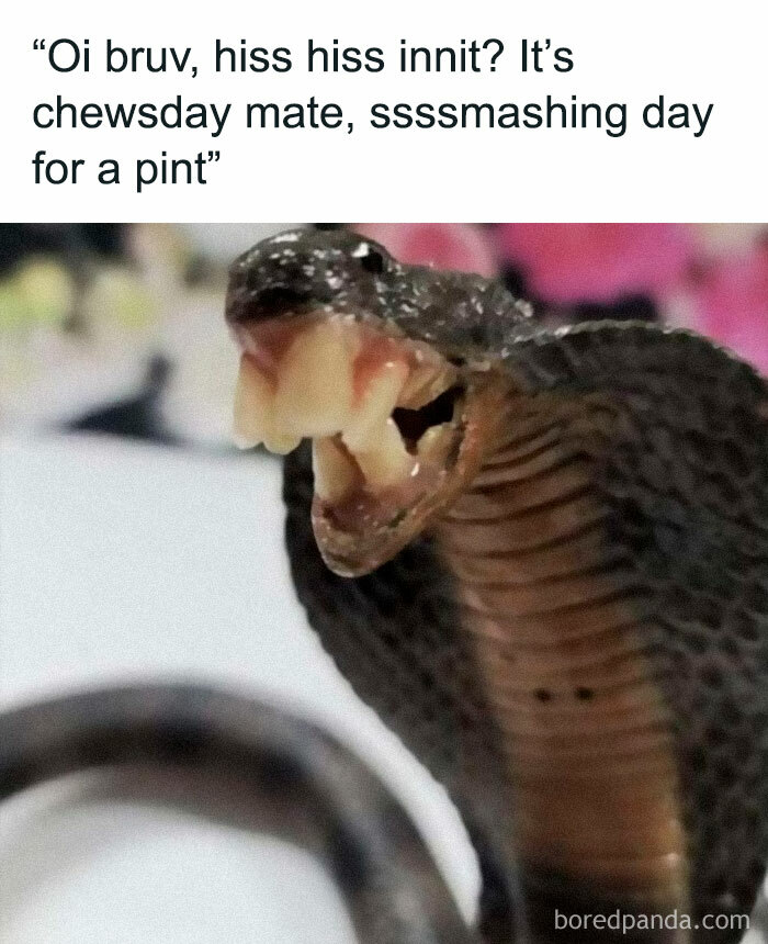 Funny-Relatable-Ig-Animal-Memes