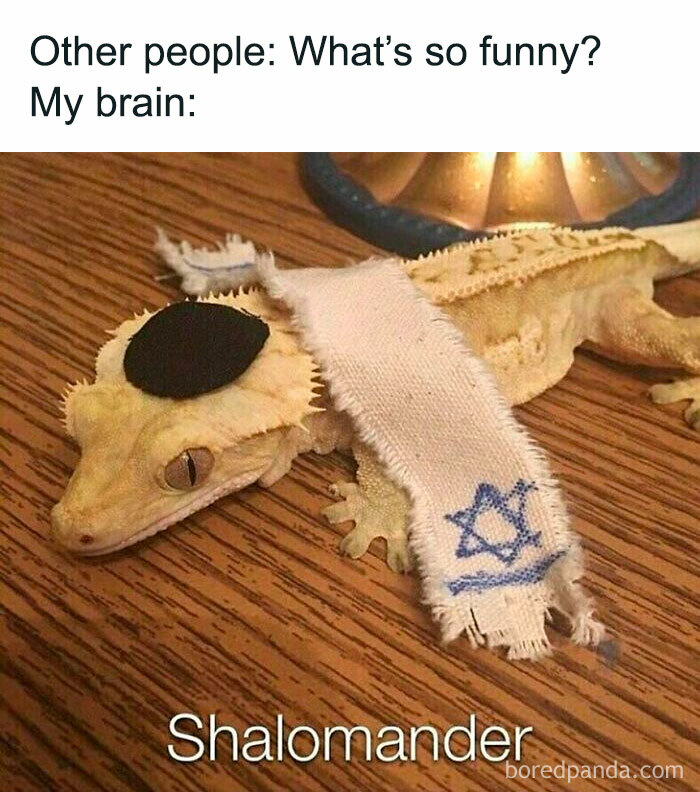 Funny-Relatable-Ig-Animal-Memes