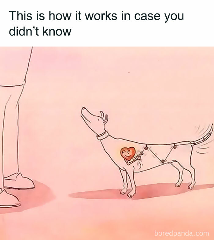 Funny-Relatable-Ig-Animal-Memes