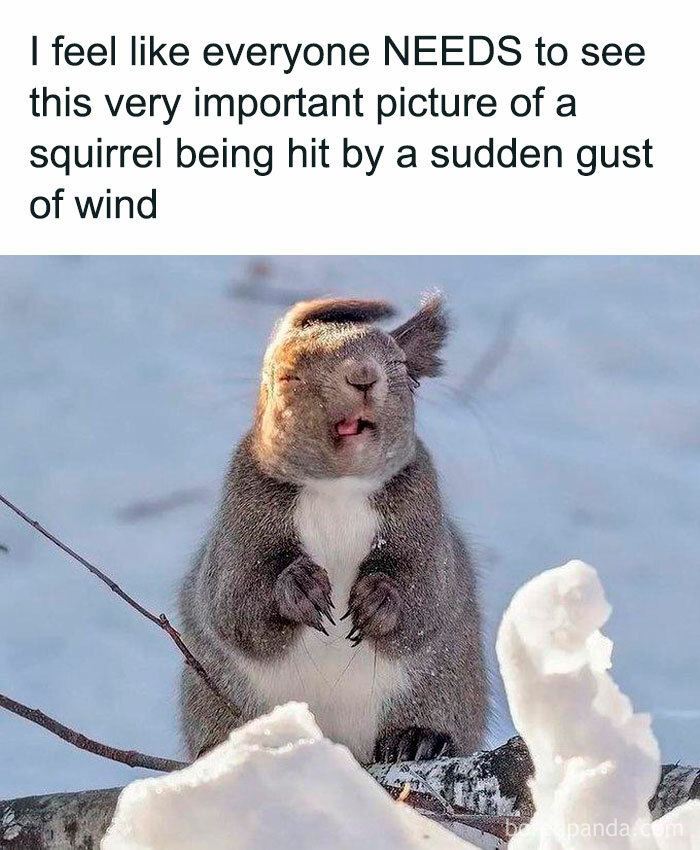 Funny-Relatable-Ig-Animal-Memes