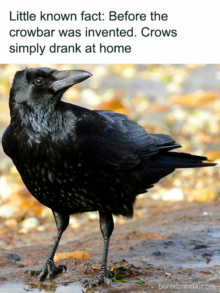 Funny-Relatable-Ig-Animal-Memes