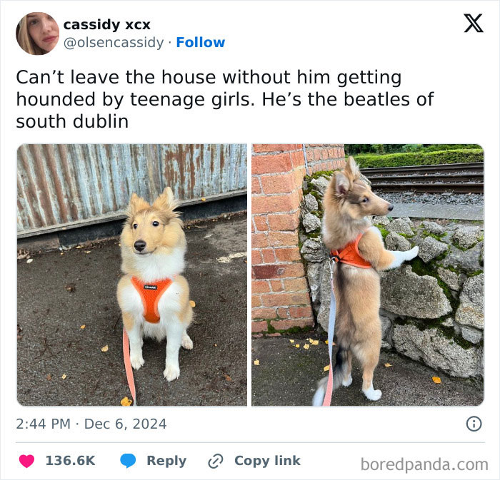 Dog with an orange harness posing outdoors, part of the funniest tweets collection.