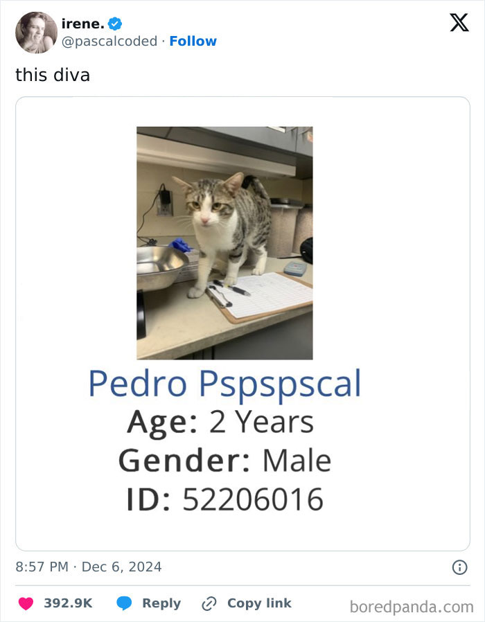 Funny tweet featuring a cat named Pedro Pspspscal, age 2, with ID 52206016, standing on a countertop.