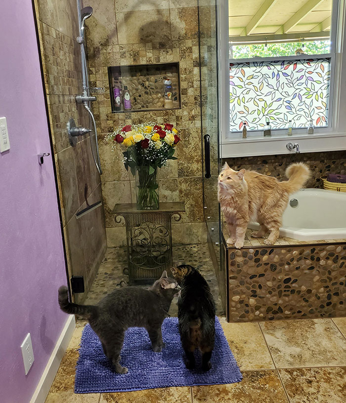 Three cats in a bathroom with a bouquet in the shower; a funny-wholesome anniversary surprise setting.