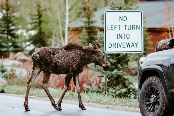 A moose crossing a road near a driveway sign, highlighting everyday things that might seem harmless but could be dangerous.